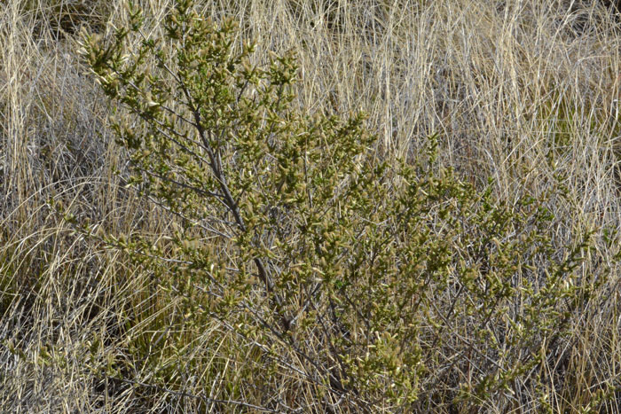 Yerba de Pasmo is a native shrub that grows up to 3 feet, much shorter than most southwestern shrubs of the genus Baccharis. Yerba de Pasmo prefers dry canyons, roadsides, open oak woodlands and grasslands. Baccharis pteronioides